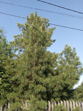 ул. Полынная,29 в Верхнем Тагиле - verhnij-tagil.yutvil.ru - фото 18 ул. Полынная,29 в Верхнем Тагиле - verhnij-tagil.yutvil.ru - фото 18